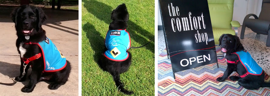 Barney - Assistance Dogs Australia